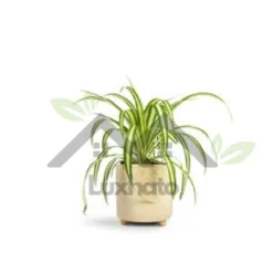 Spider Plant (Chlorophytum comosum) in Alabama